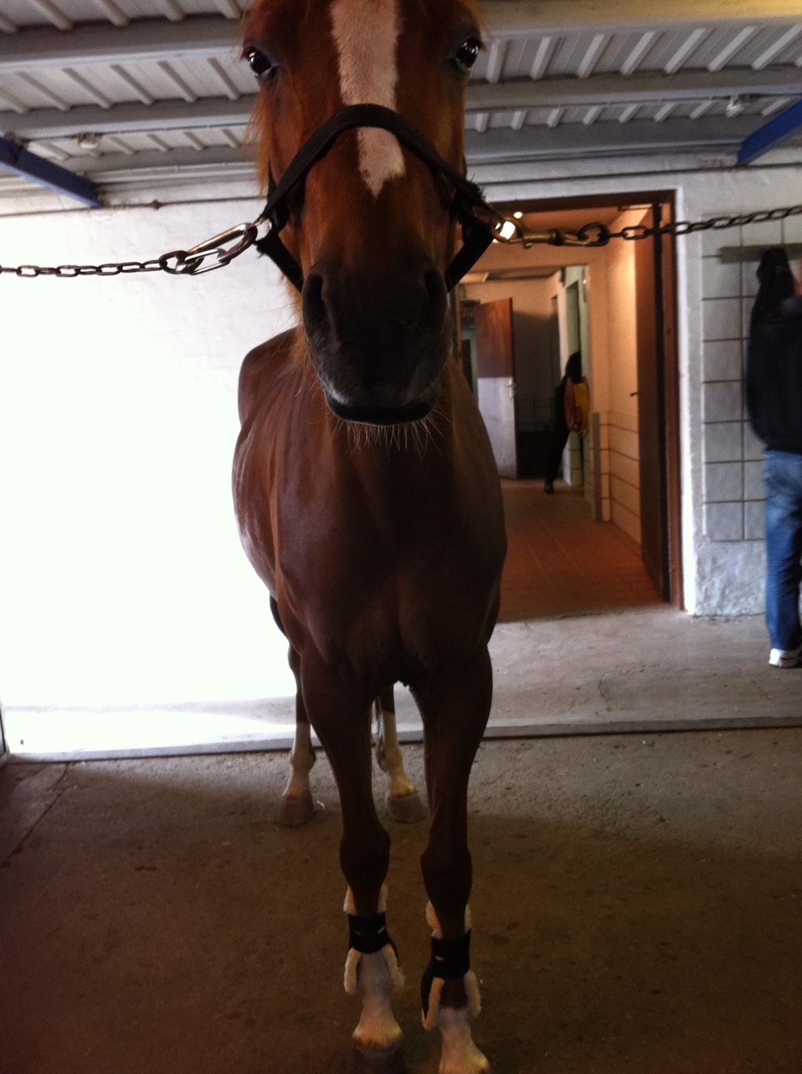 Anden særlig race Emma/ lotus *SOLGT* billede 19