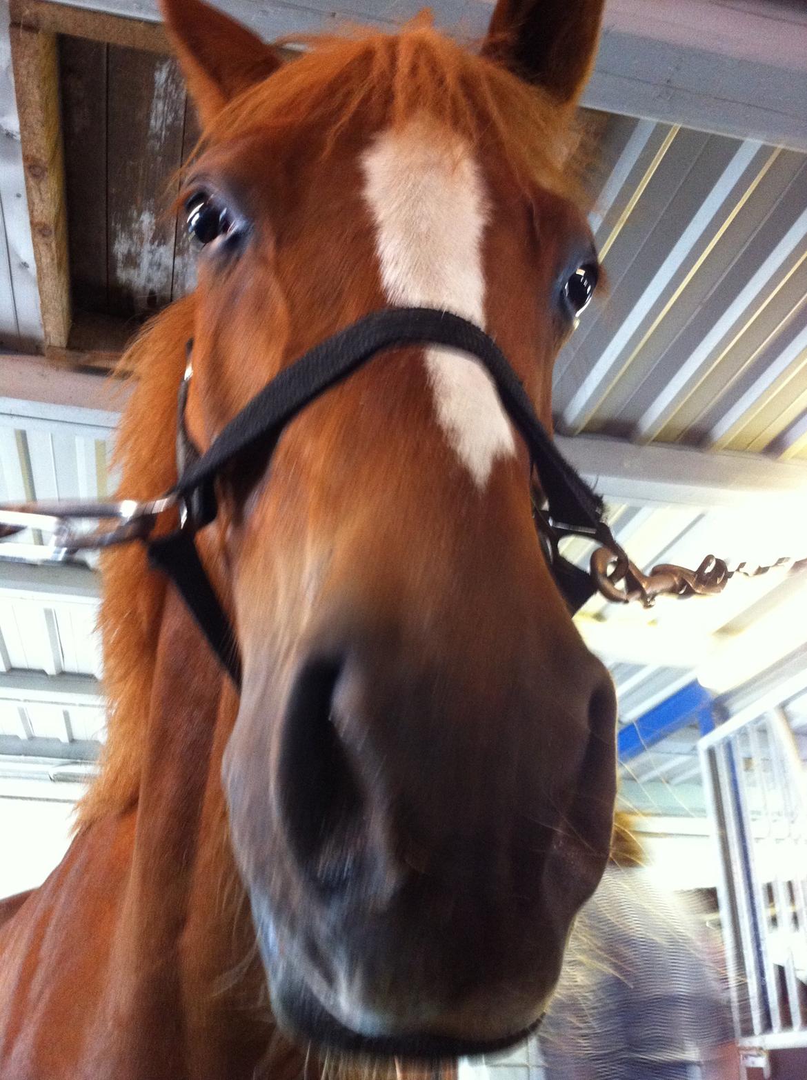 Anden særlig race Emma/ lotus *SOLGT* billede 20