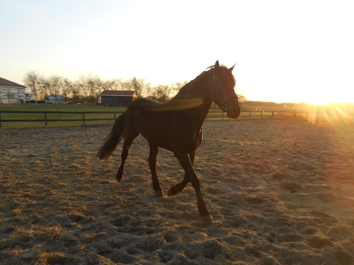 Frieser Jack Whiskey (Bassen <3) billede 4