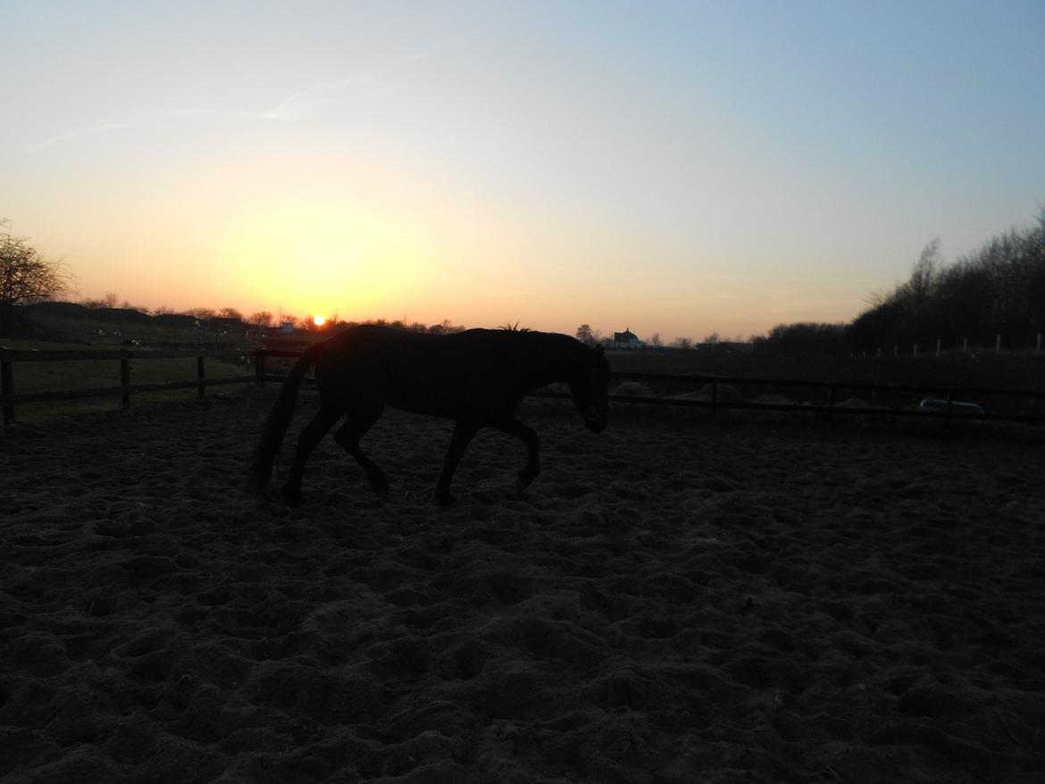 Frieser Jack Whiskey (Bassen <3) - Jack i sol nedgangen ;) <3

05.03.13 billede 9