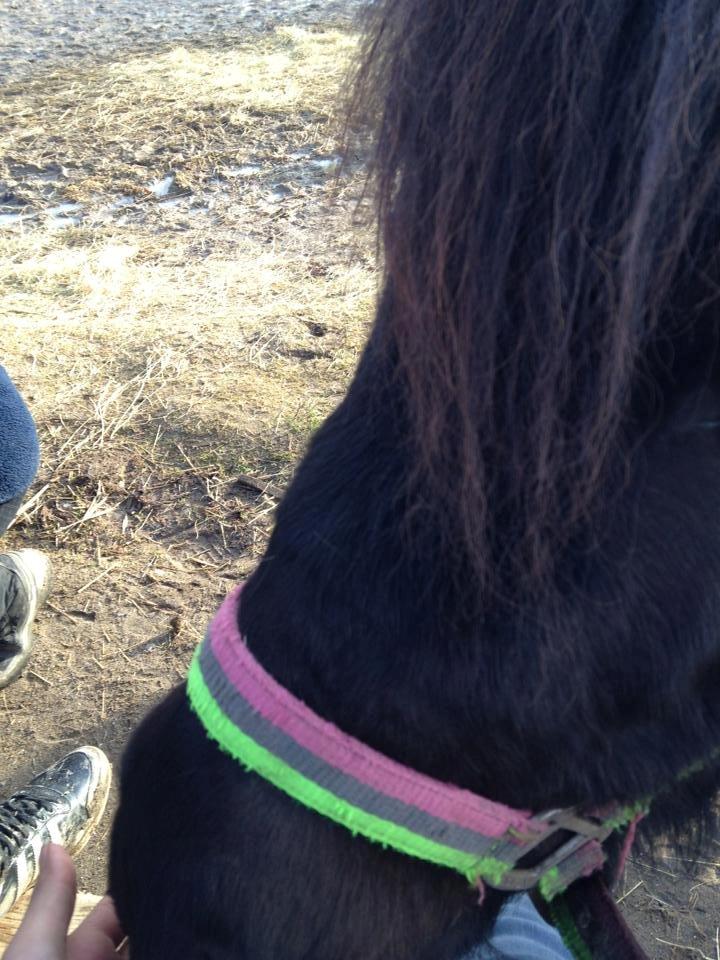 Shetlænder magnus [bygger pony] billede 17