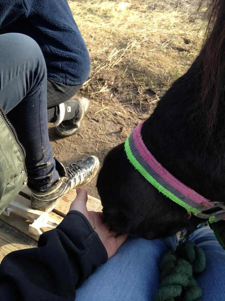 Shetlænder magnus [bygger pony] billede 18