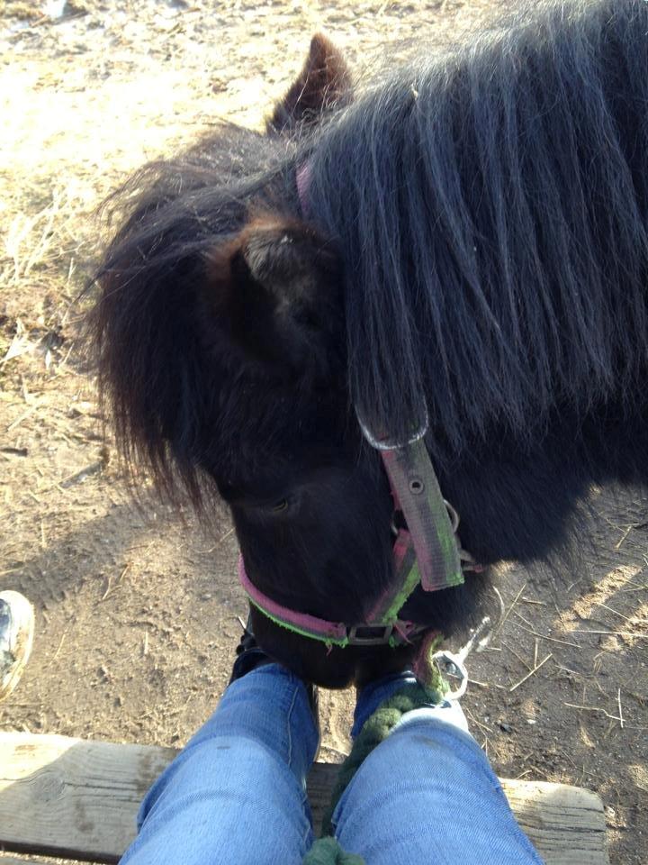 Shetlænder magnus [bygger pony] billede 19