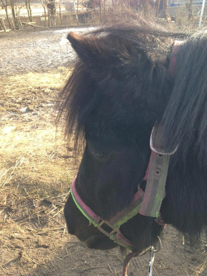 Shetlænder magnus [bygger pony] billede 20
