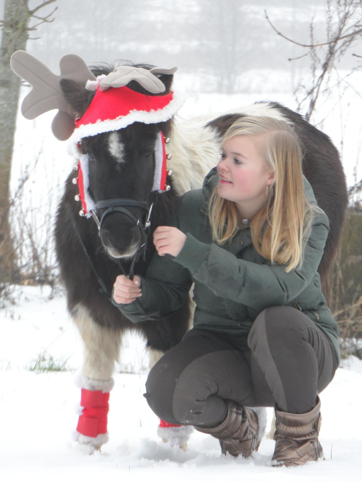 Shetlænder Zika billede 13