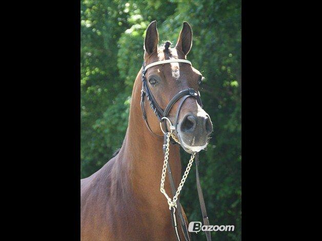 Welsh Pony af Cob-type (sec C) Klooster's Eltino billede 7