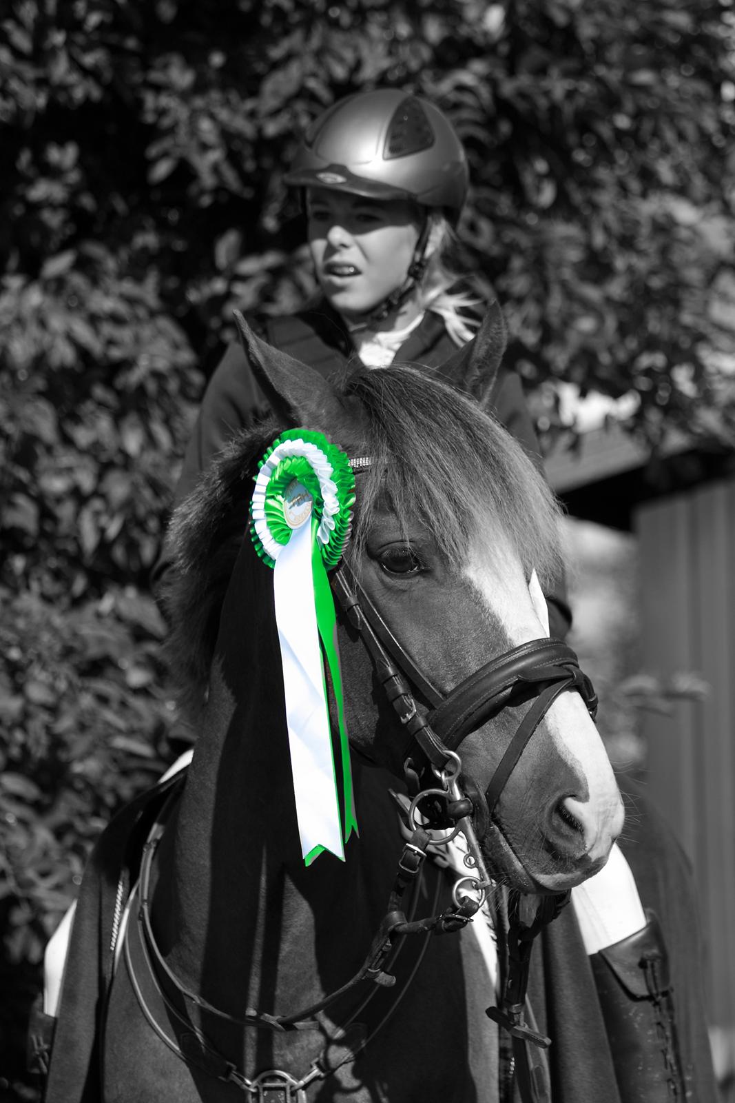 New Forest Fair Choice Tokay - nr. 3 for hold i spring 2012  distrikt mesterskab i distrikt 14 billede 2