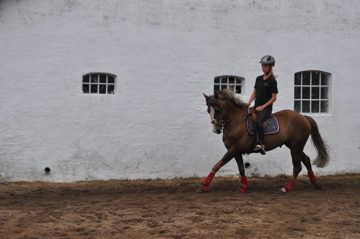 New Forest Fair Choice Tokay - daglig træning billede 6