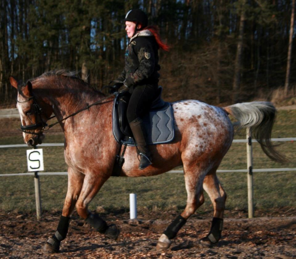 Appaloosa The touch of coco billede 2