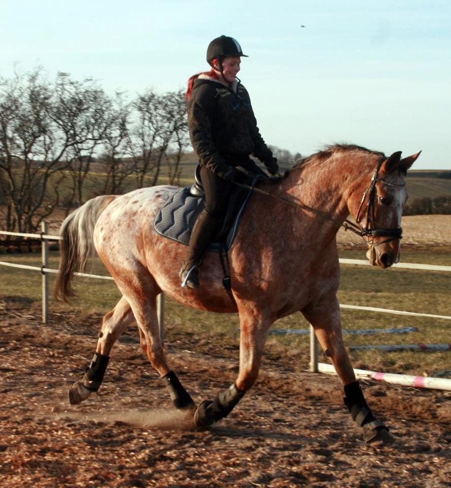 Appaloosa The touch of coco billede 3