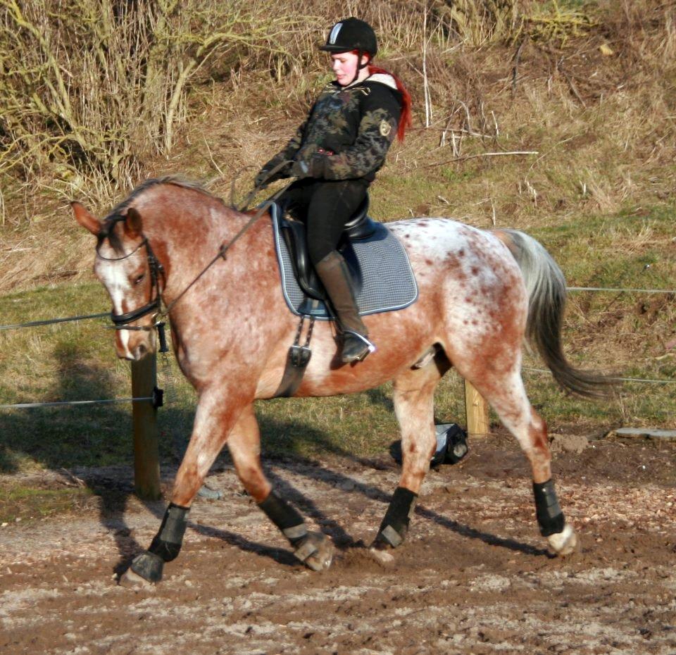 Appaloosa The touch of coco billede 4