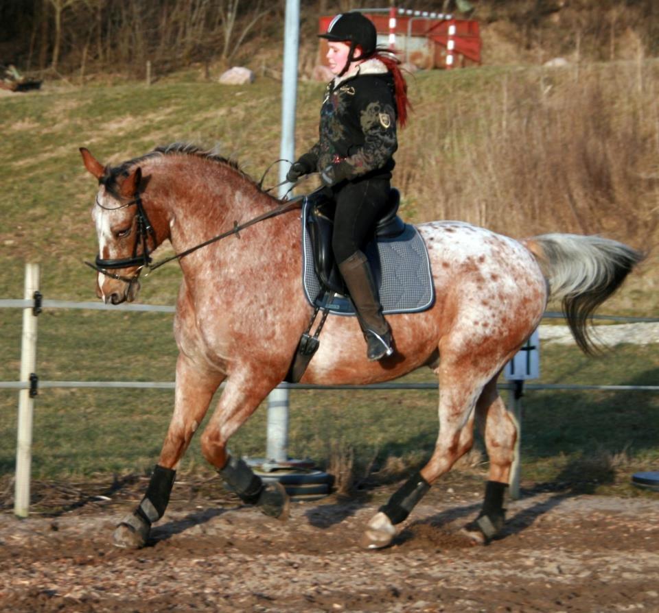 Appaloosa The touch of coco billede 5