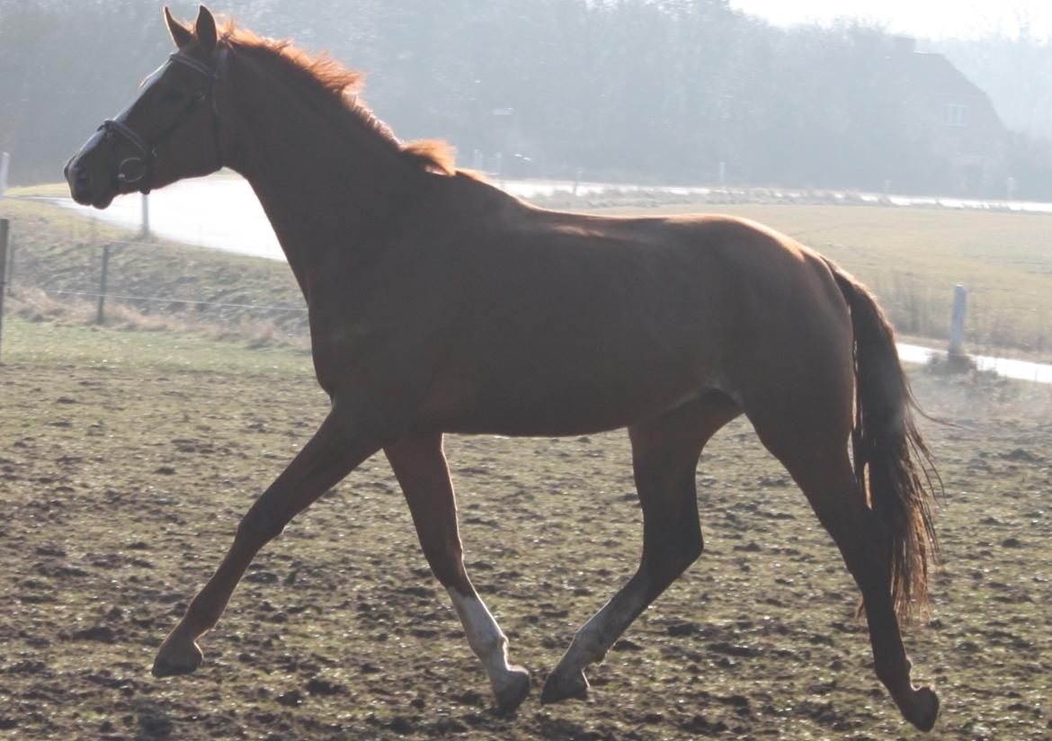 Dansk Varmblod Alby's Leonardo Da Vinci billede 6