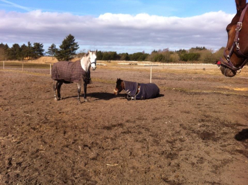 Hollandsk Varmblod Ezione - Lille Ezie tager en morfar på folden :) billede 6