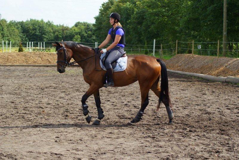 Hollandsk Varmblod Ezione - Ezie under tilridning. En af de først gange uden longe og med brækket hånd.  billede 7