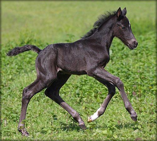 DSP Fredbo's Garmin KÅRET HINGST - 3 dage gammel. Fotograf: Jytte Strandberg billede 19