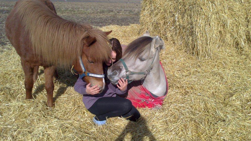 Fjordhest Hashagen's D-Mark - D. 5/3-13, Her i halmen på folden, på efterskolen med foldmakkeren i det dejlige solskinsvejr! billede 18