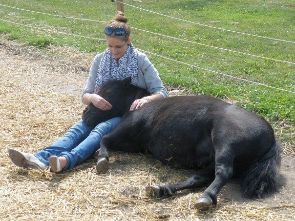 Shetlænder Tulle billede 1