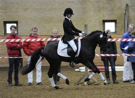 DSP Fredbo's Garmin KÅRET HINGST - Hingstekåring 2013 - færdigkåret - 2.plads - årets springhingst - opdrættermedalje i sølv billede 2