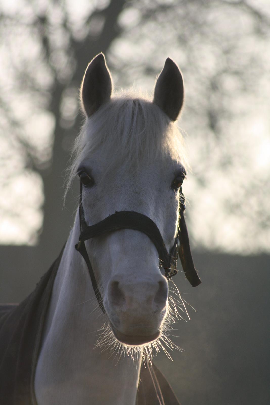 Anden særlig race Irish Patch billede 11