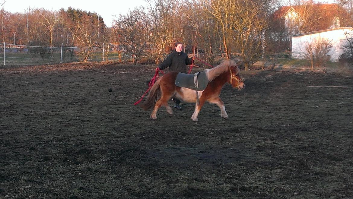 Shetlænder Dalbo´s Lukas billede 6