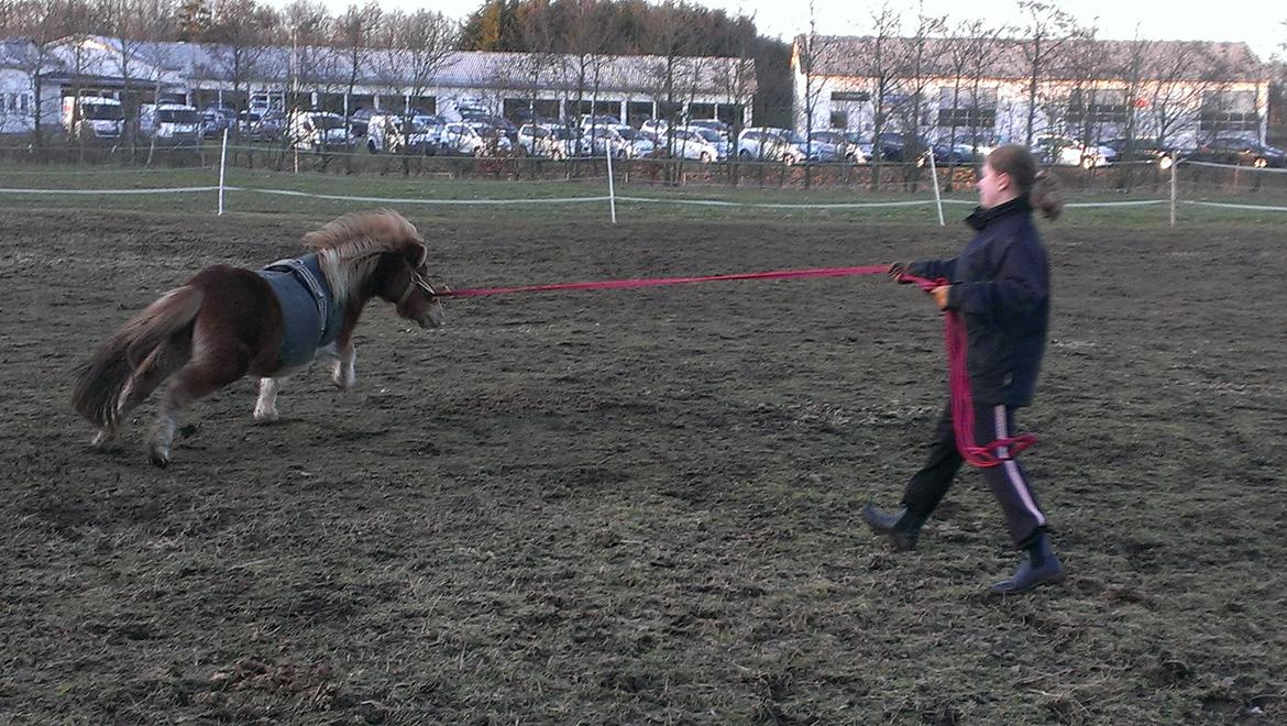 Shetlænder Dalbo´s Lukas billede 15