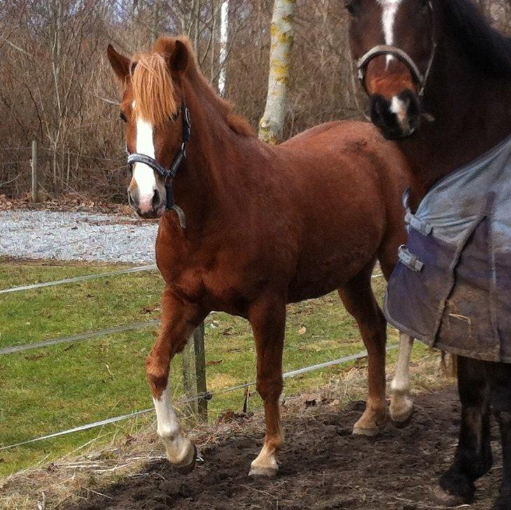 DSP Amanda af Bakholm - 28.02.2013 Netop ankommet til sit nye hjem billede 10