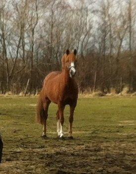 DSP Amanda af Bakholm billede 11