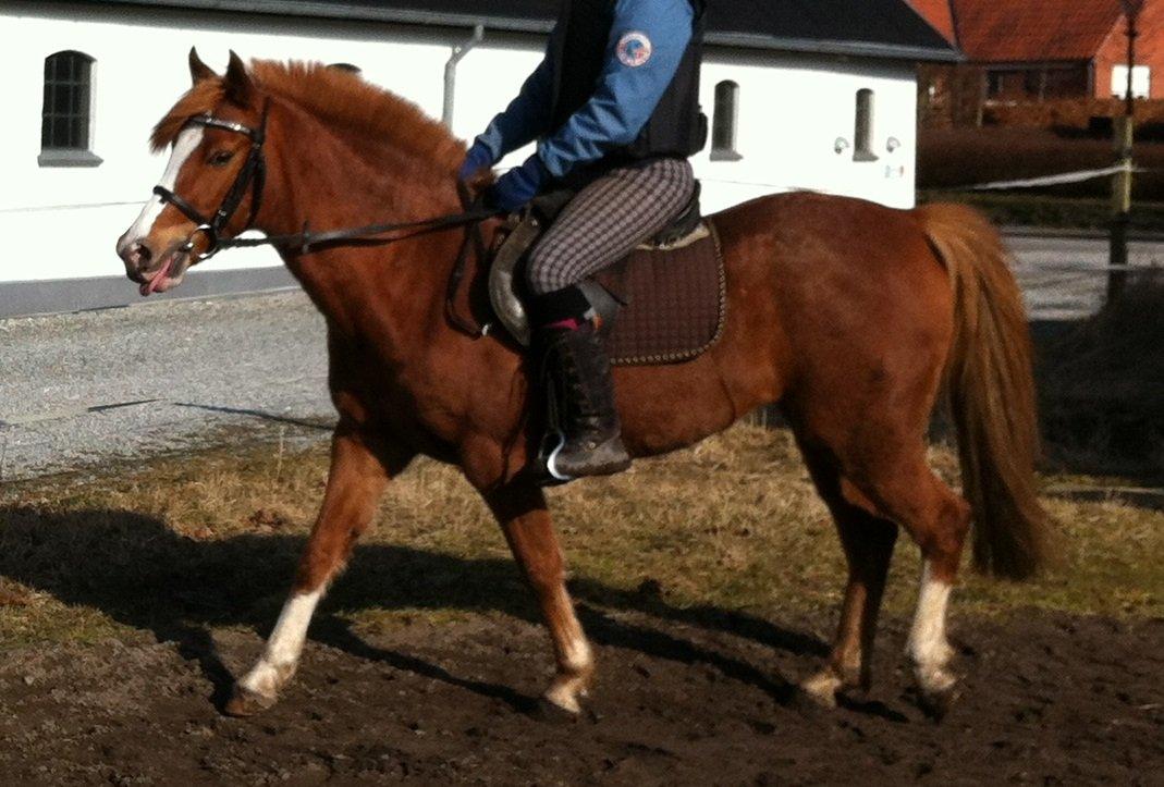 DSP Amanda af Bakholm - Marts 2013 første ridetur uden trækker billede 12
