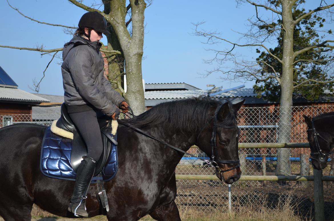 Holstener Camaro billede 1