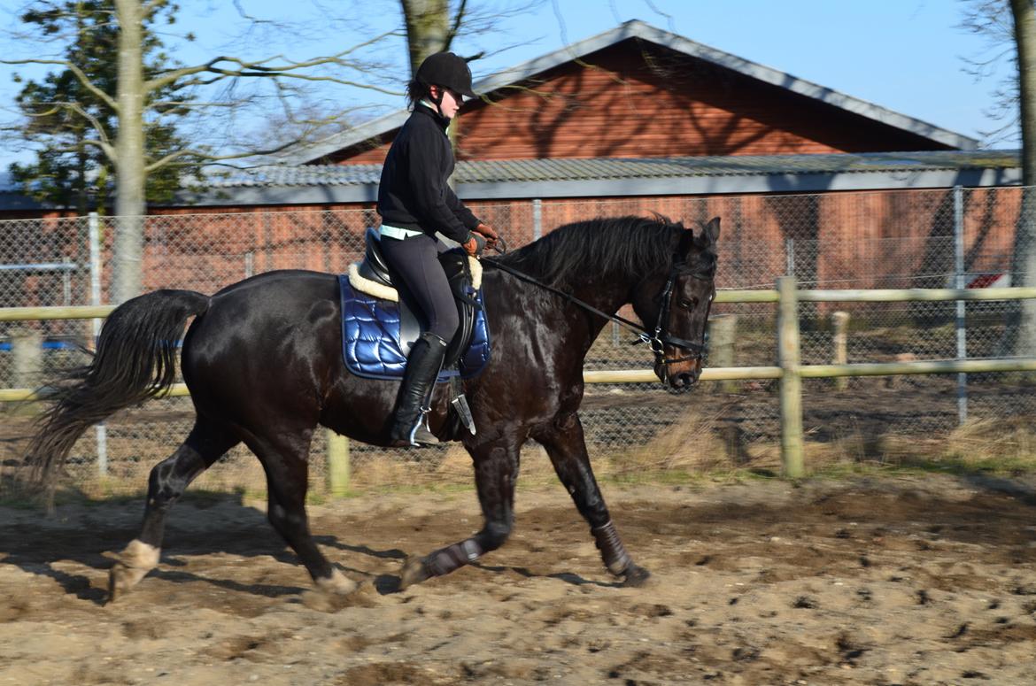 Holstener Camaro billede 2