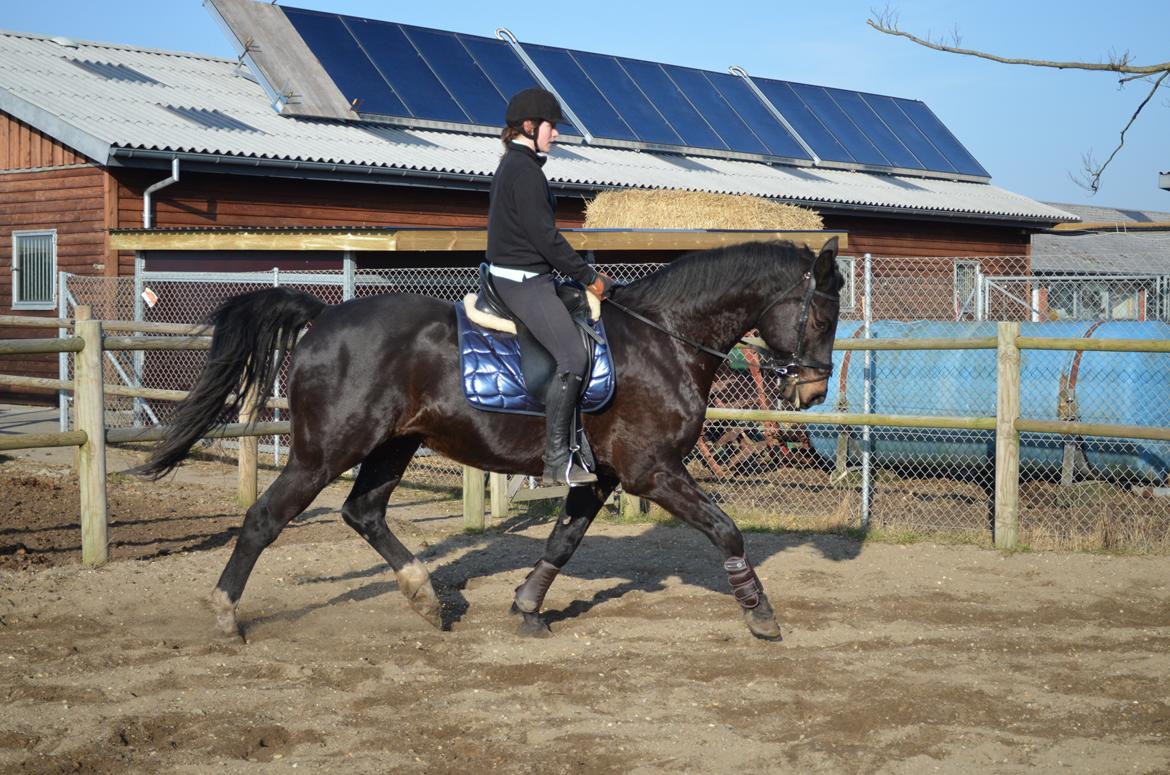 Holstener Camaro billede 3