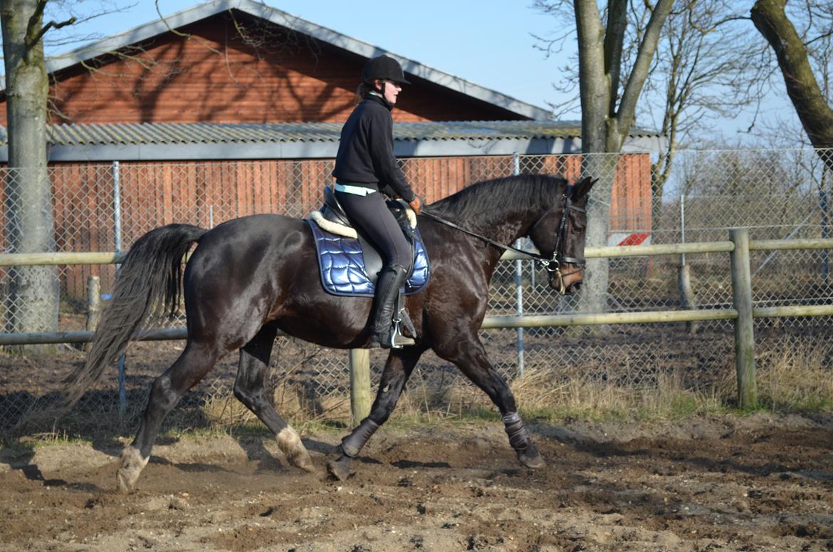 Holstener Camaro billede 5