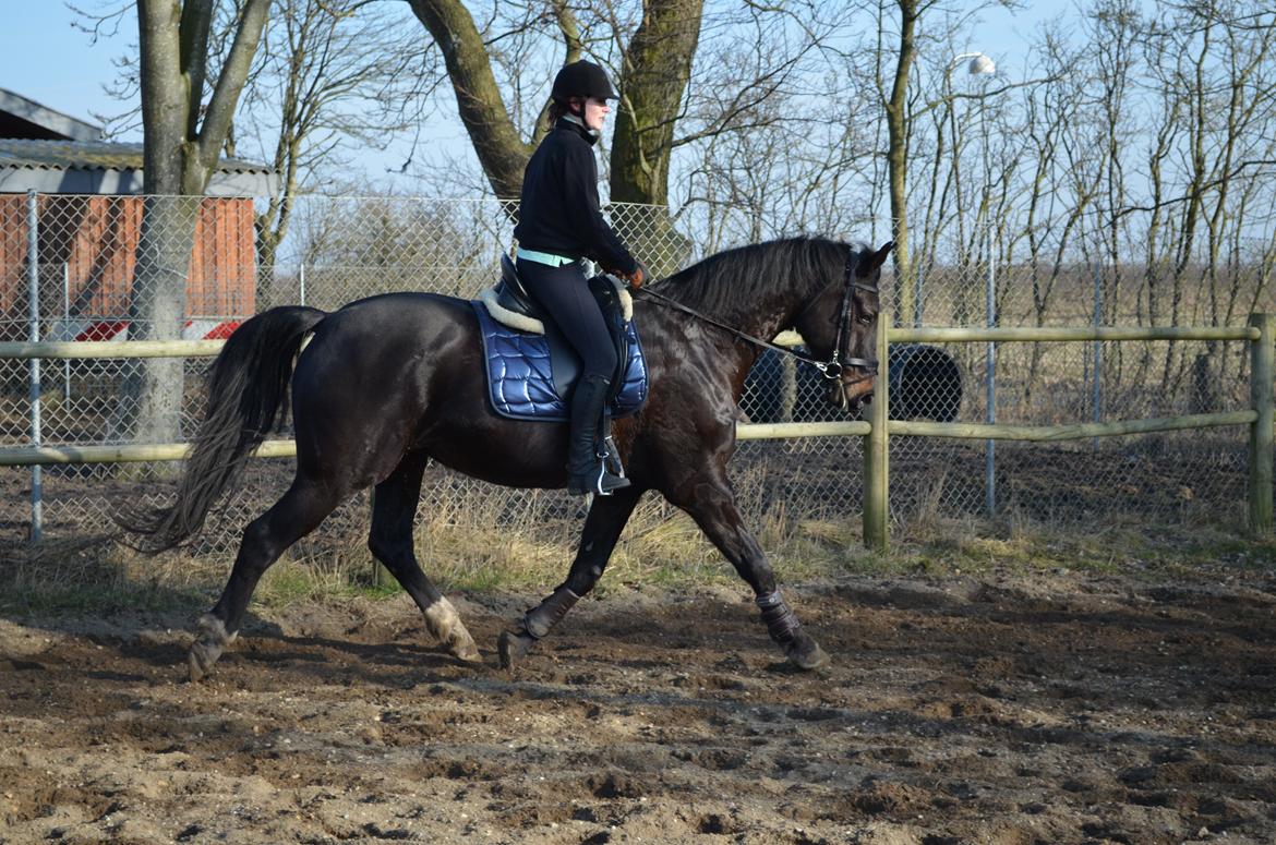 Holstener Camaro billede 6