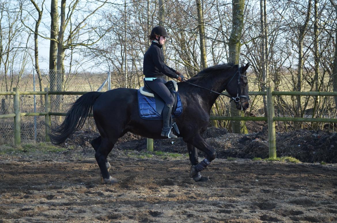 Holstener Camaro billede 7