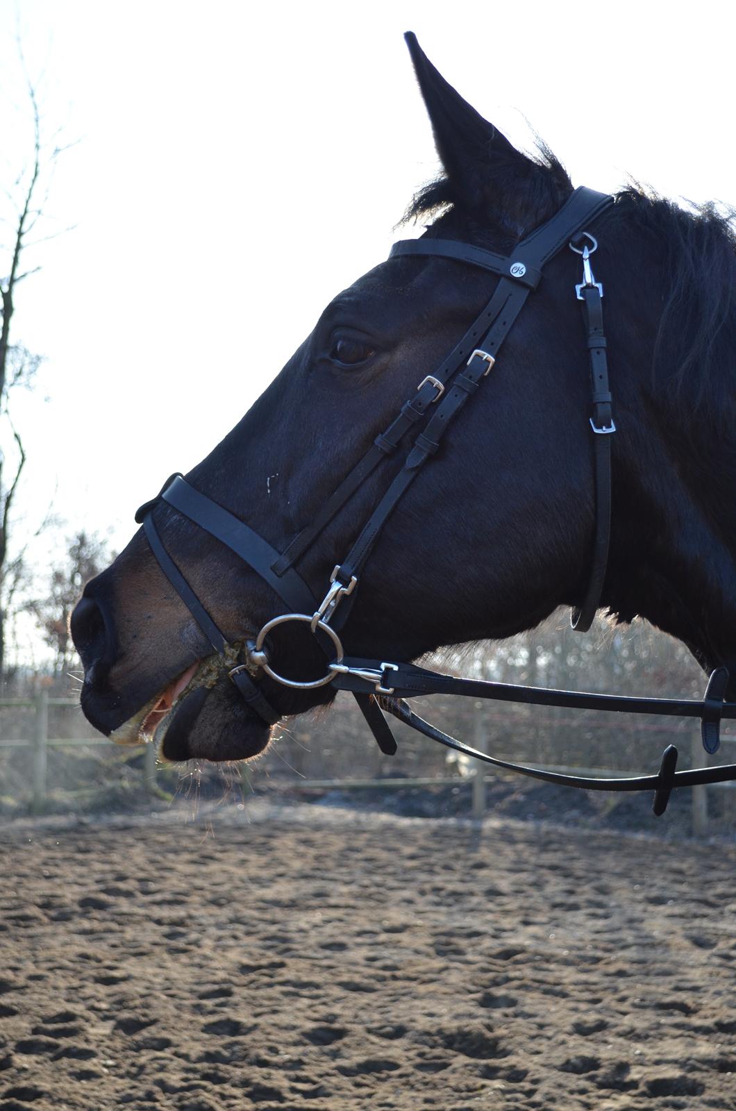 Holstener Camaro billede 8