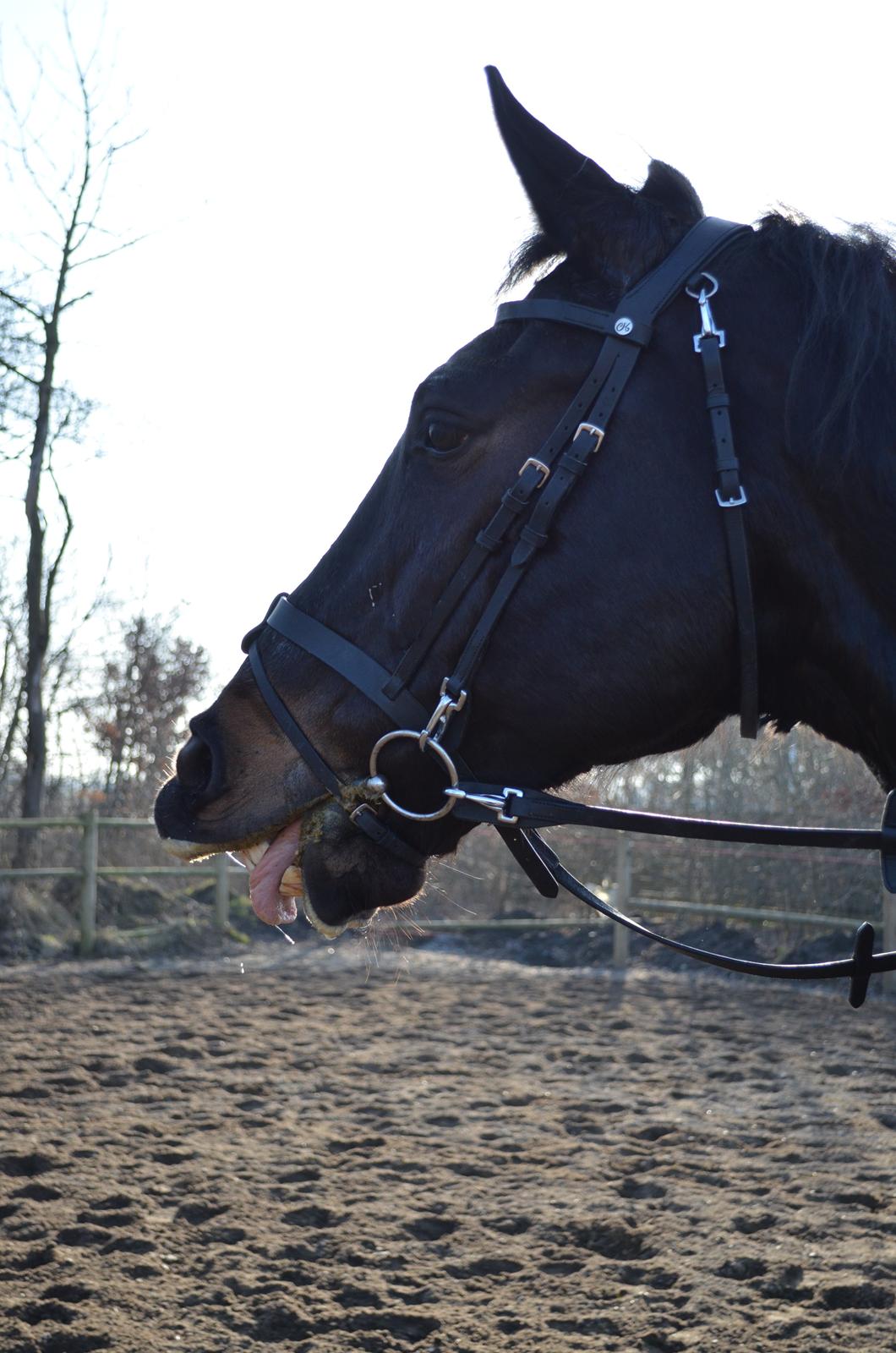 Holstener Camaro billede 9