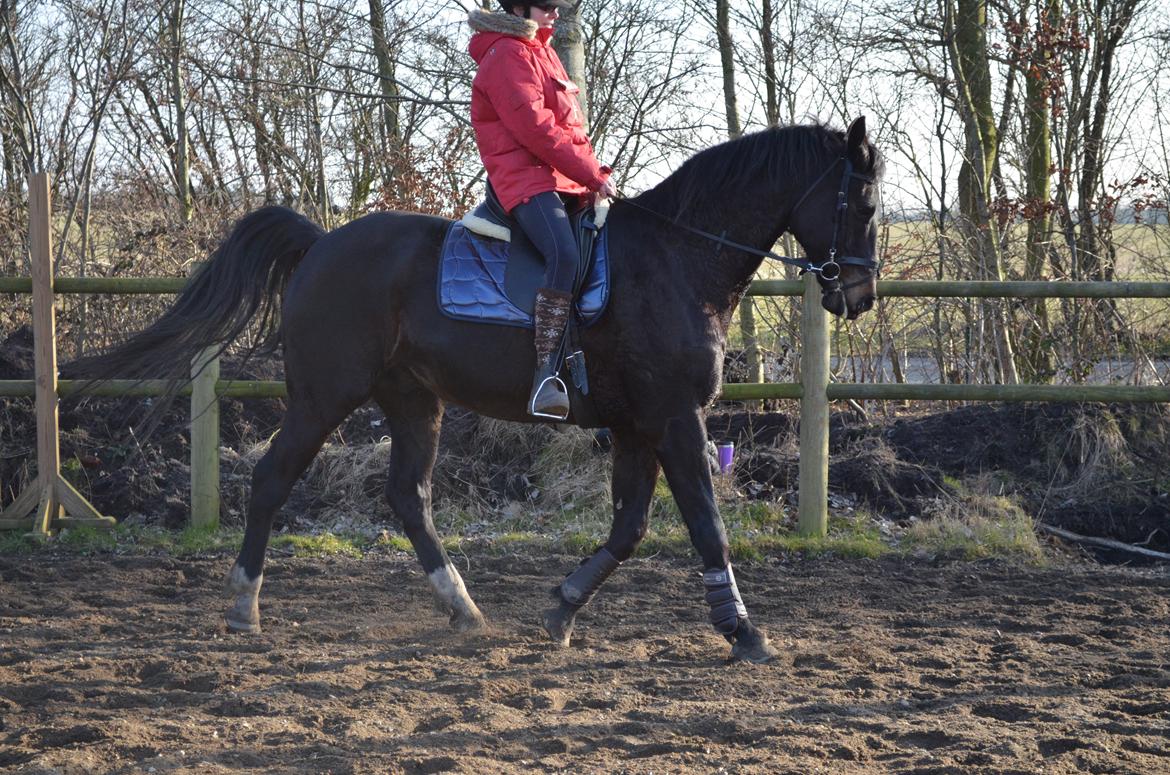 Holstener Camaro billede 10