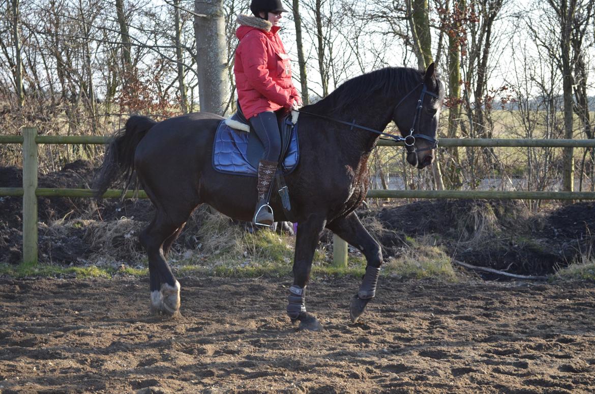 Holstener Camaro billede 11