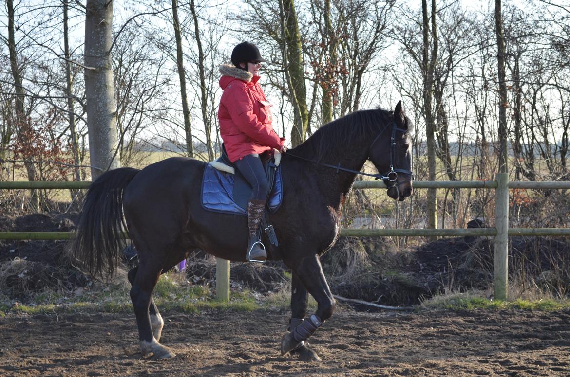 Holstener Camaro billede 12