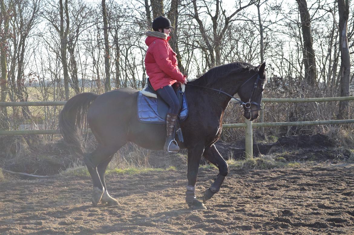 Holstener Camaro billede 13