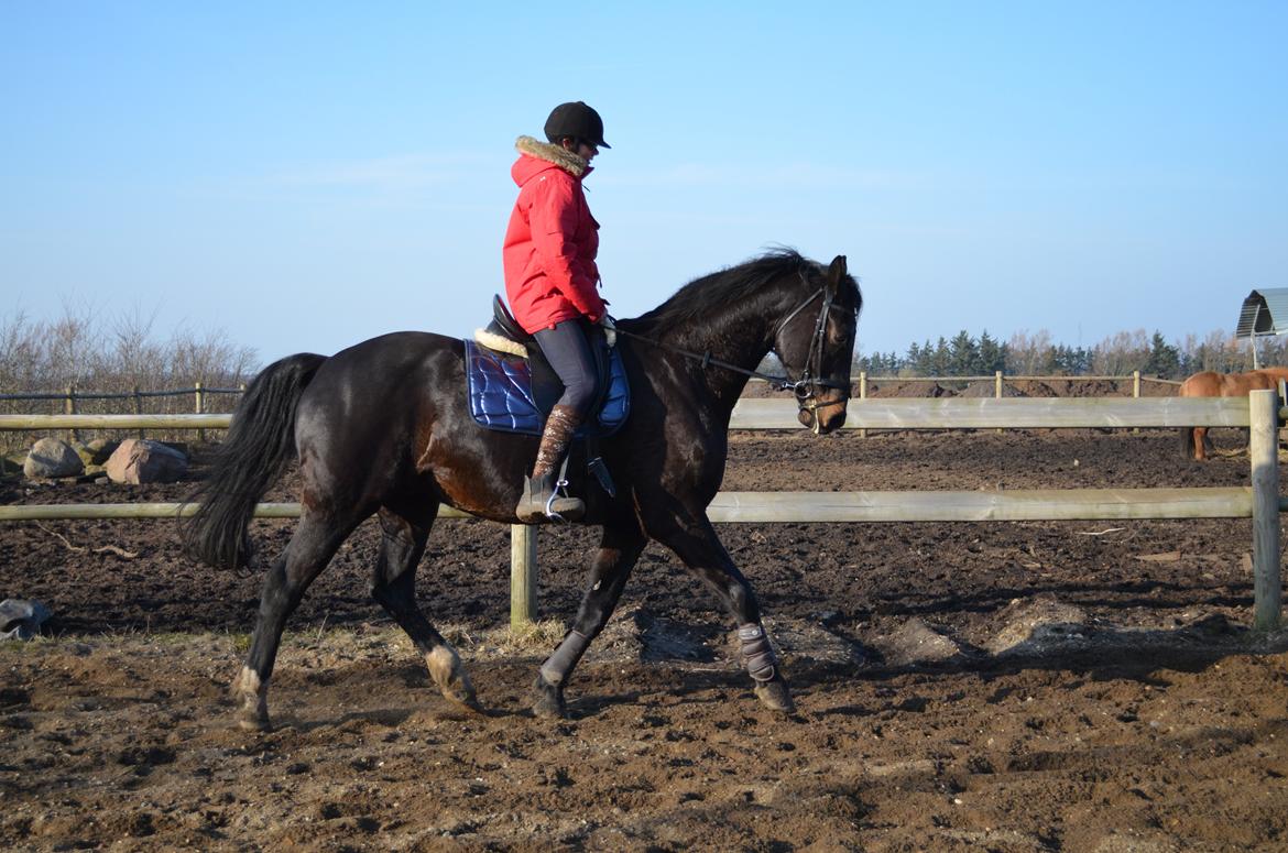 Holstener Camaro billede 14