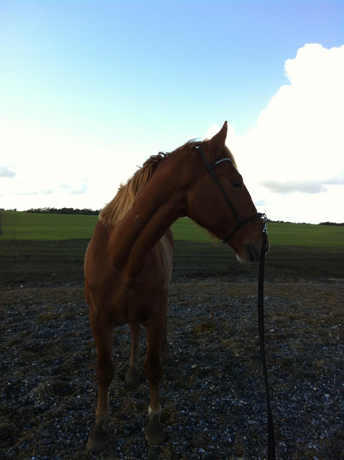 Frederiksborg Skywalker billede 17