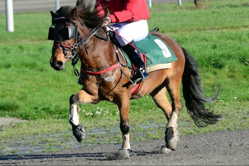 Gotlandsruss Oliver Solgt og savnet! :'/ - jeg elsker dig <3 mit alt ! billede 20