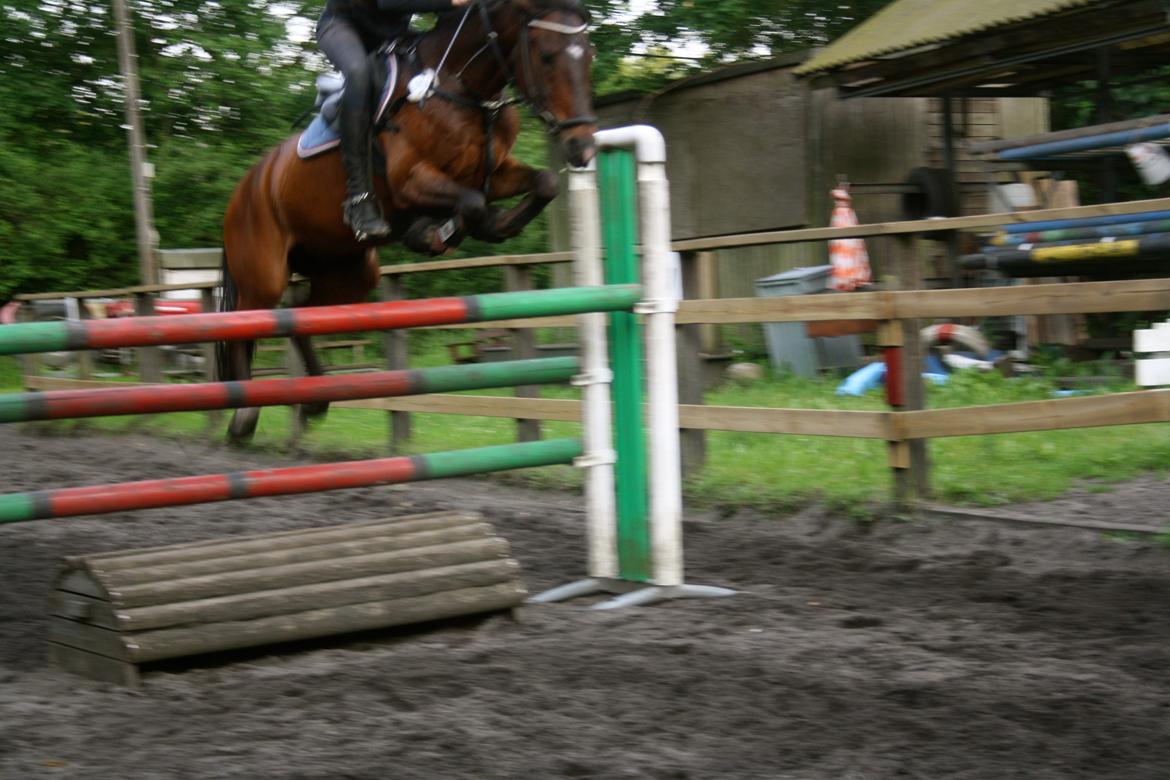 Tysk Sportspony Timo 215¨ - 130 på min bedste pony! <3 Fotograf Anna Smit eller Victoria Krarup billede 14