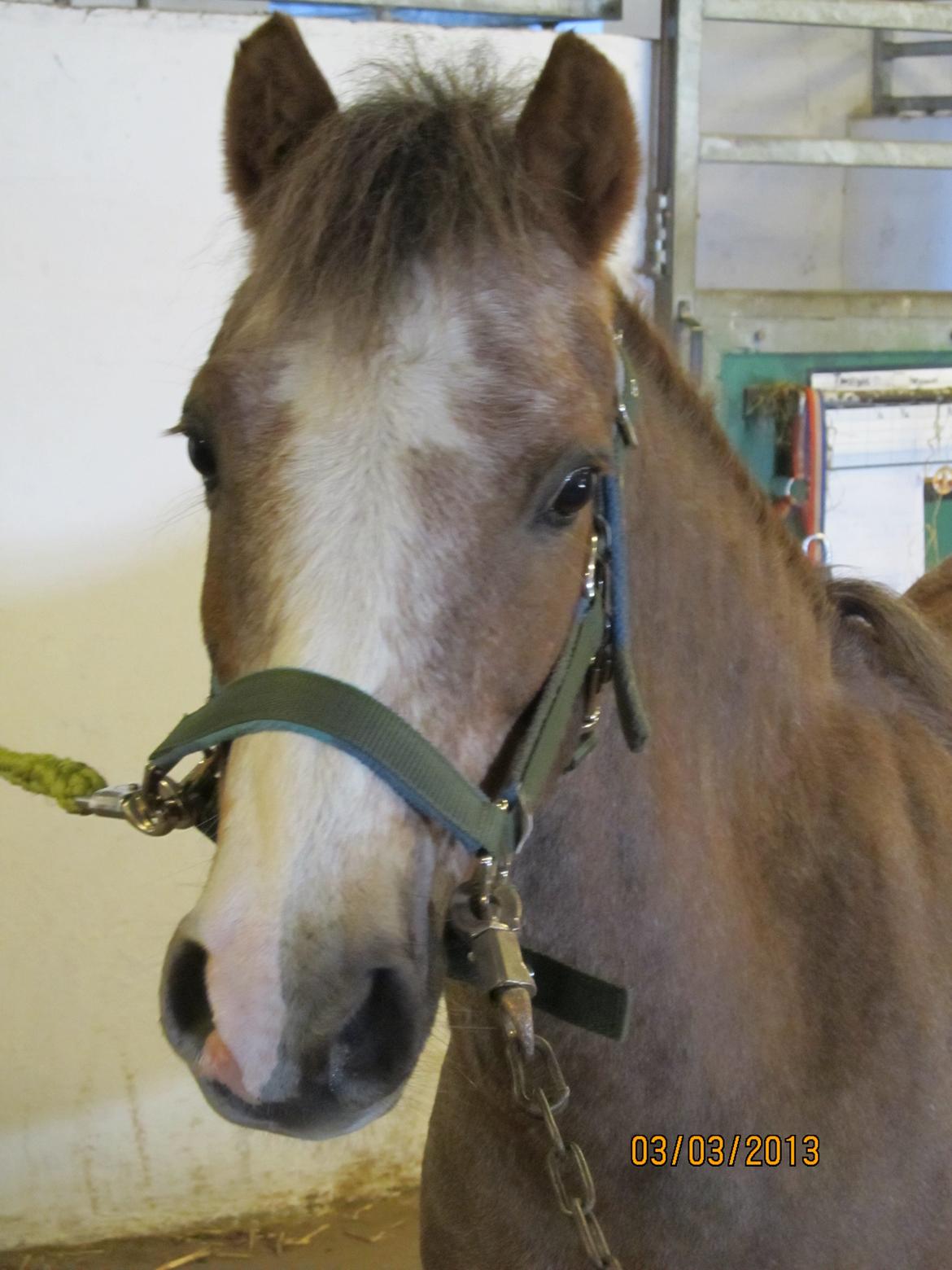 Dartmoor Skovbrynets Bastjan billede 2