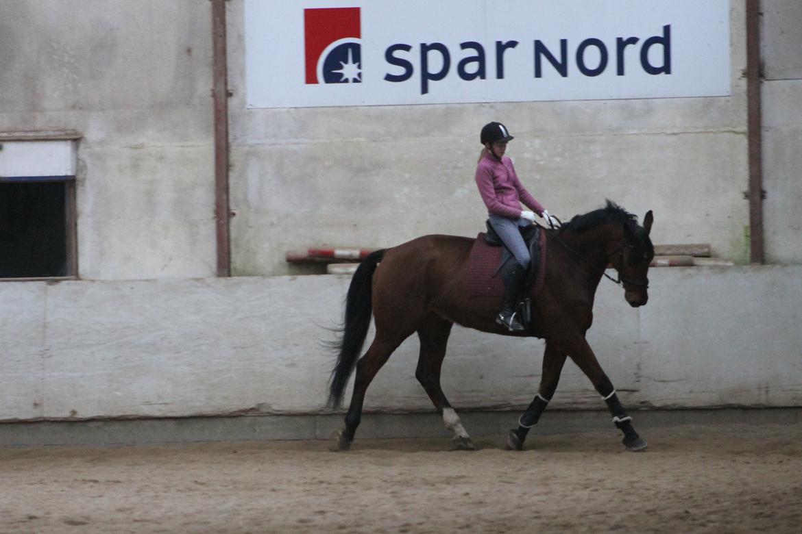 Dansk Varmblod Skovhøjs Cupido <3 billede 2