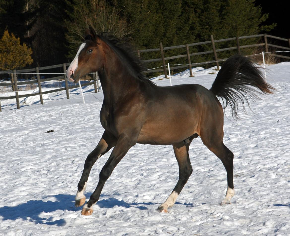 Norsk Varmblod  Gjeteruds Olympic - Ole marts 2013 billede 20