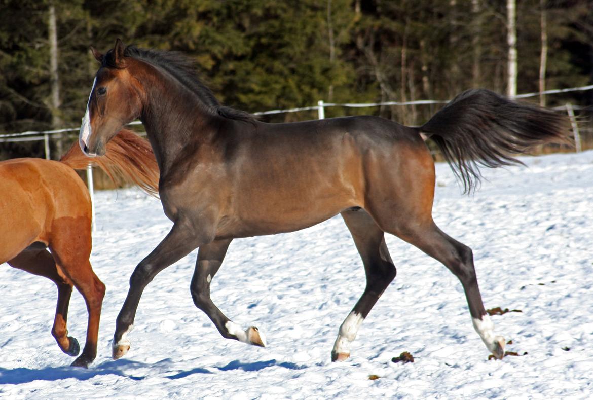 Norsk Varmblod  Gjeteruds Olympic - Ole marts 2013 billede 4