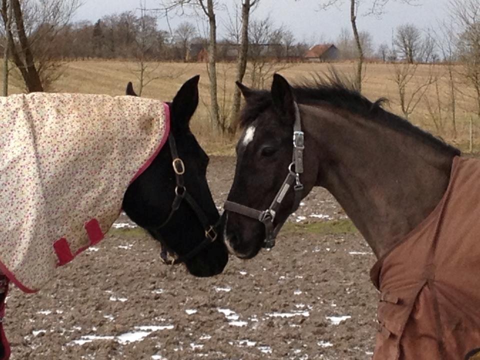 Schweres Warmblut Linde (Red) billede 10